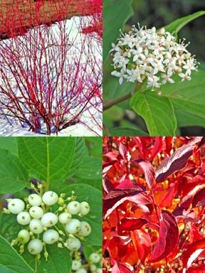 red osier dogwood